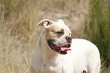 BOULEDOGUE AMERICAIN 400